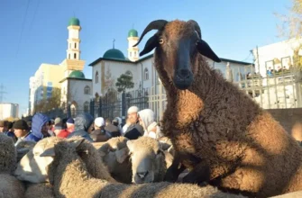 Qurban rəsməklə məsul olan şəxsdə tələb olunan şərtlər