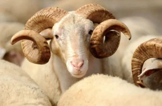 Qurban kəsməyin hökmü