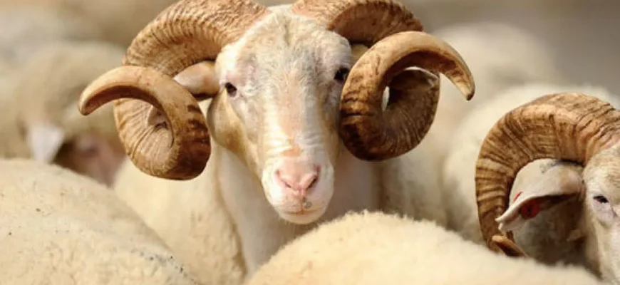 Qurban kəsməyin hökmü