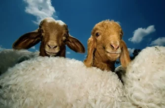 Qurban və onun dəlilləri
